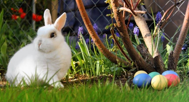 An Easter Bunny and Easter Eggs from Housework Heroes cleaning company